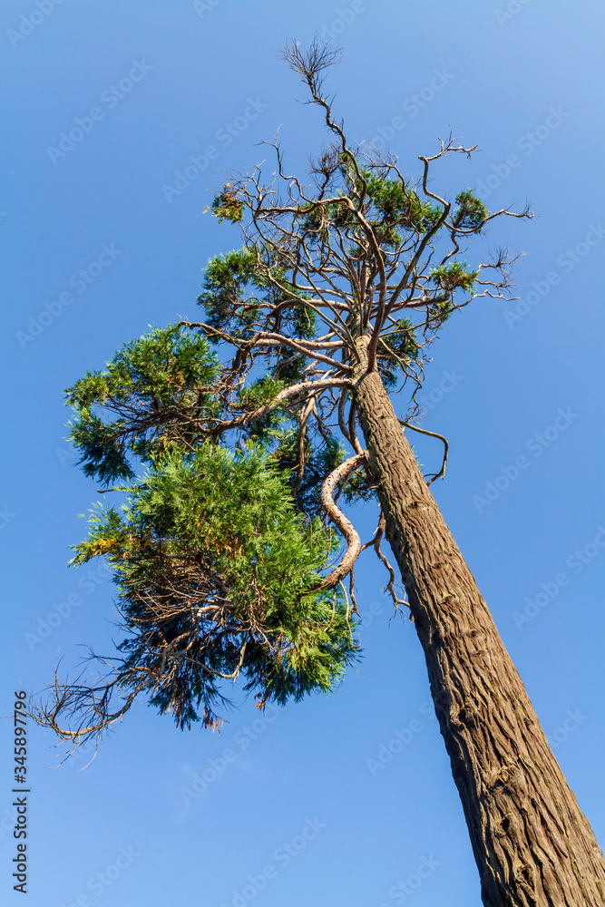custom made wallpaper toronto digitalTall pine tree. Branches of a pine on blue sky background