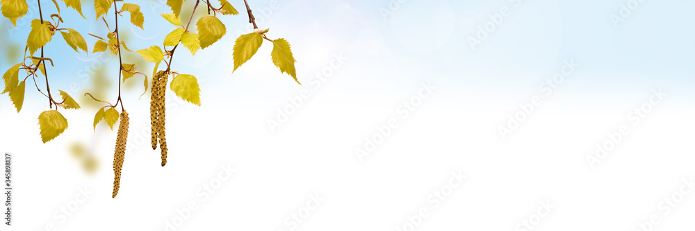 Obraz premium Green birch on the blurred summer background