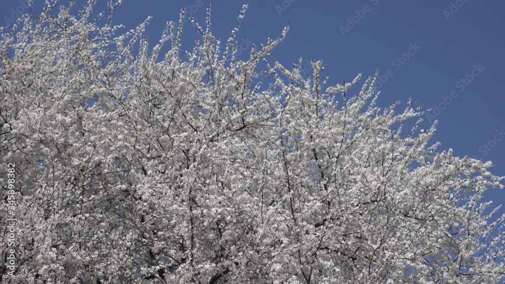 4k video. branches of a blossoming apricot tree sways in the wind against a blue sky, sunny day