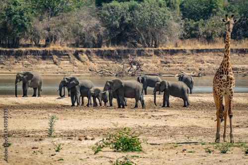 Photography Group of elephants near river with blurred giraffe