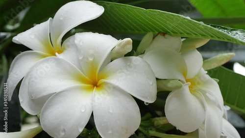 slow motion, white frangipani plumeria blossom flower in rainy day