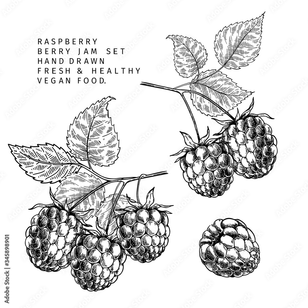 Fotografie Hand drawn raspberry branch, leaf and berry