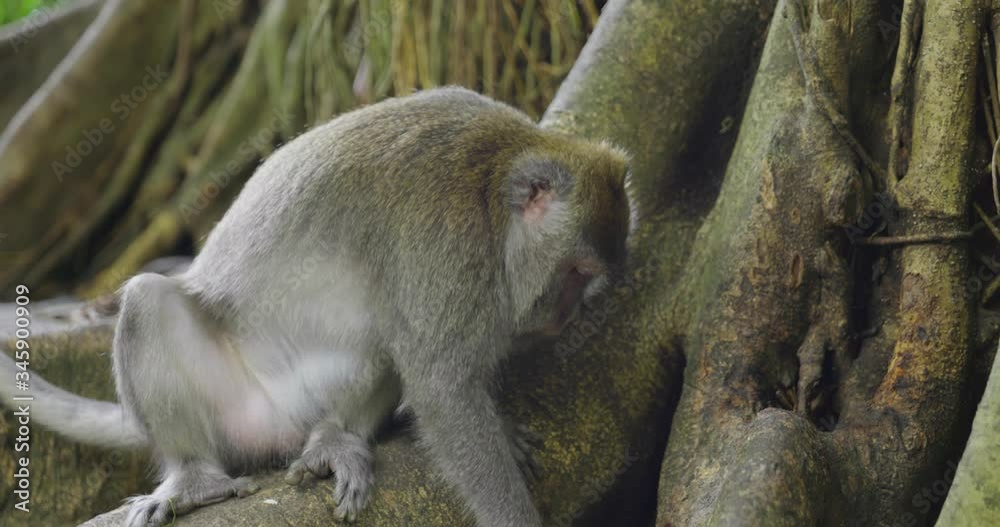 Macaques Monkeys in Bali Indonesia from Monkey Forest in Ubud Area 4k Macaques Monkeys in Bali Indonesia from Monkey Forest in Ubud Area 4k