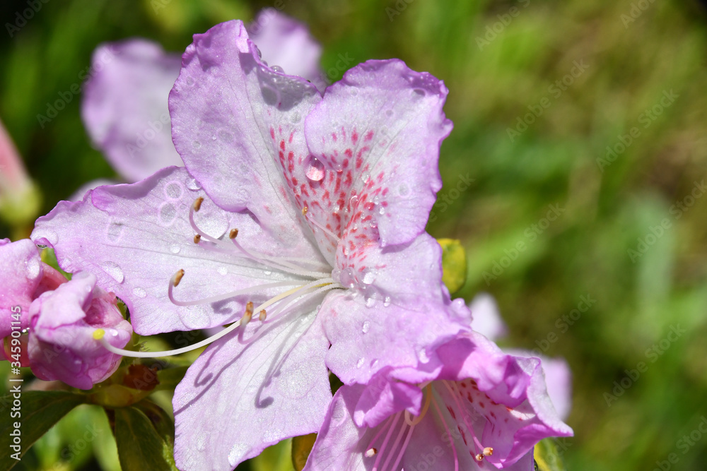 The azalea flowers with dew water droplets The azalea flowers with dew water droplets