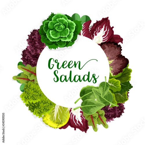 Greens and lettuce salad vegetable, vector farm and garden veggies. Vector Green spinach and bok choy, chinese cabbage and basil, radicchio and corn salad, watercress and batavia, arugula and chard