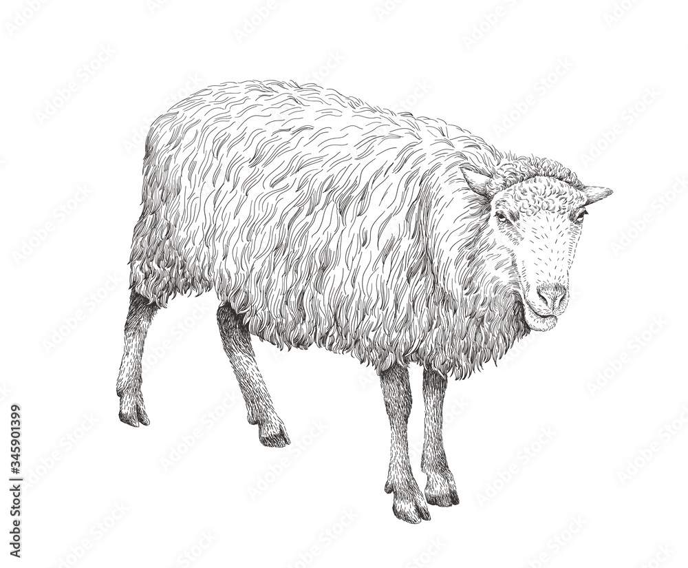 Fototapeta premium Sheep sketch style illustration. Hand drawn image of beautiful black and white farm animal. Line art drawing in vintage style. Realistic drawing.