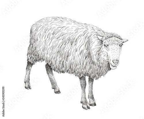 Sheep sketch style illustration. Hand drawn image of beautiful black and white farm animal. Line art drawing in vintage style. Realistic drawing.