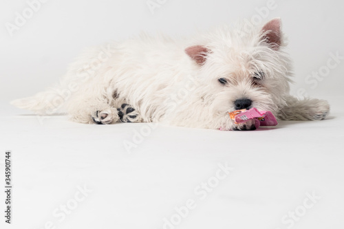 Westie puppy playing in studio