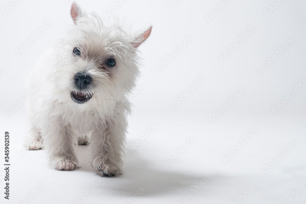 Westie puppy playing in studio Westie puppy playing in studio