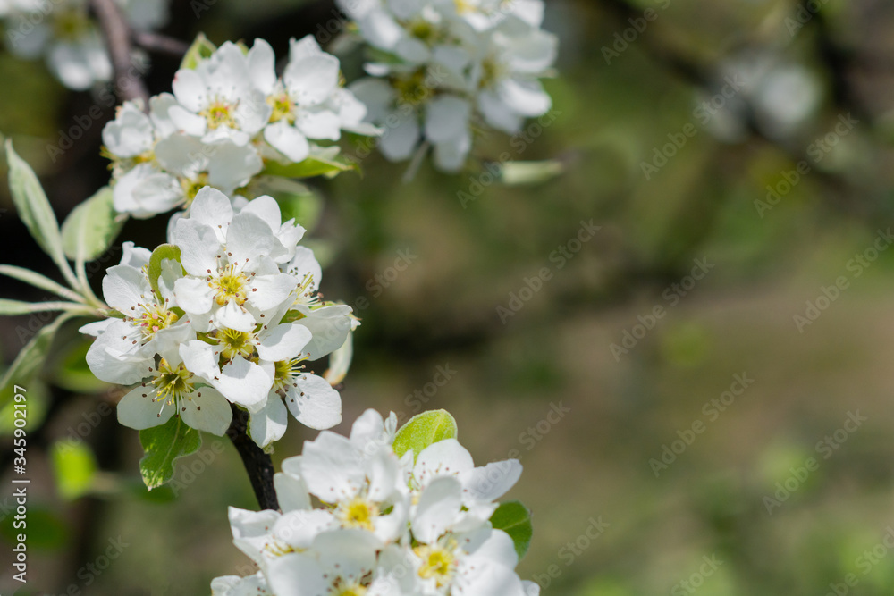 Flowerscape of branches in spring, in the garden of flowering apple trees Flowerscape of branches in spring, in the garden of flowering apple trees