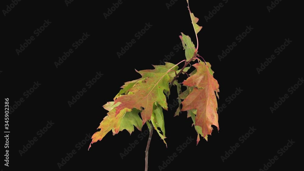 Time-lapse of drying Acer leaves 6a4 in 4K PNG+ format with ALPHA transparency channel isolated on black background
Time-lapse of drying Acer leaves 6a4 in 4K PNG+ format with ALPHA transparency channel isolated on black background