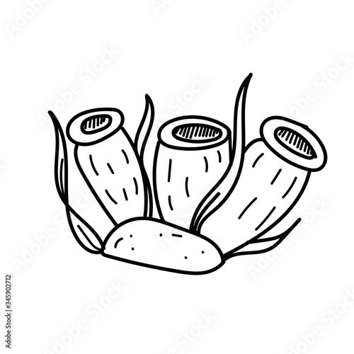 vector element, black and white picture of a marine inhabitant, algae, coloring book