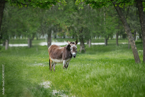 donkey stands on a lush green field