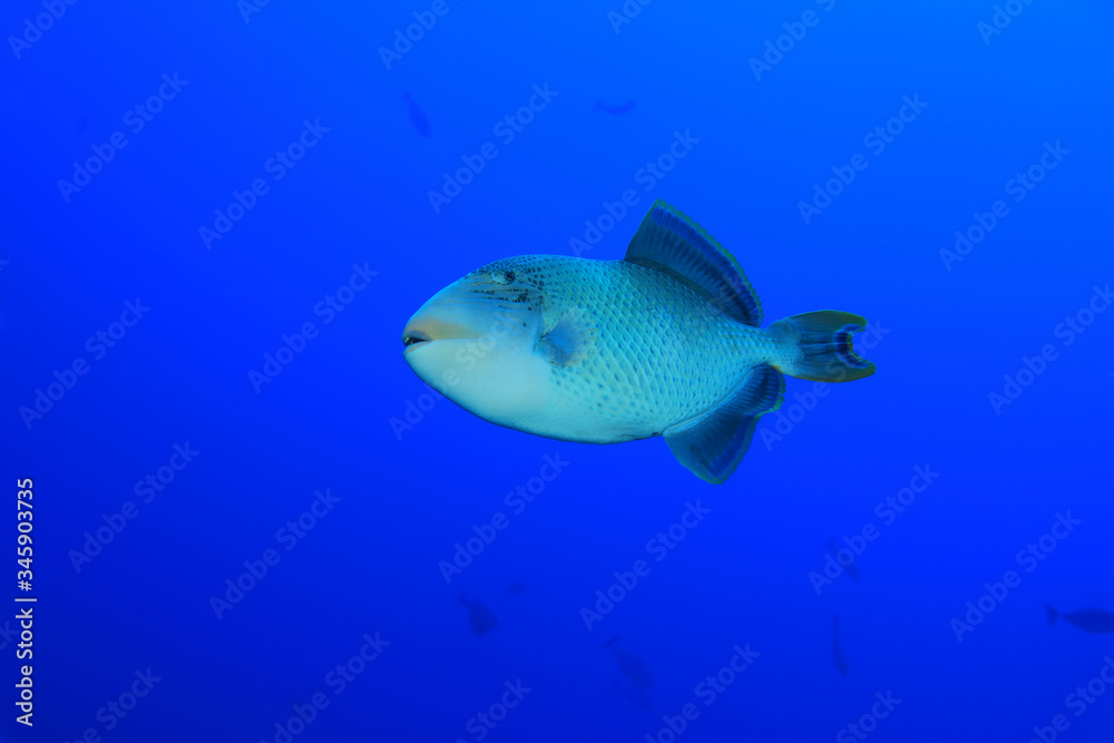 Yellowmargin triggerfish Yellowmargin triggerfish