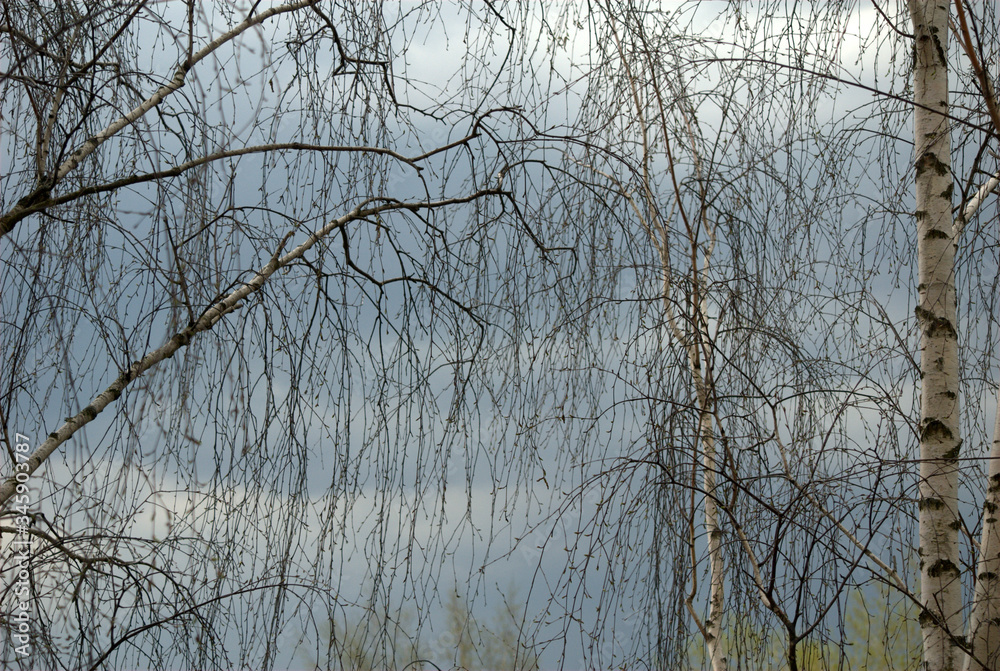 branches of a tree branches of a tree