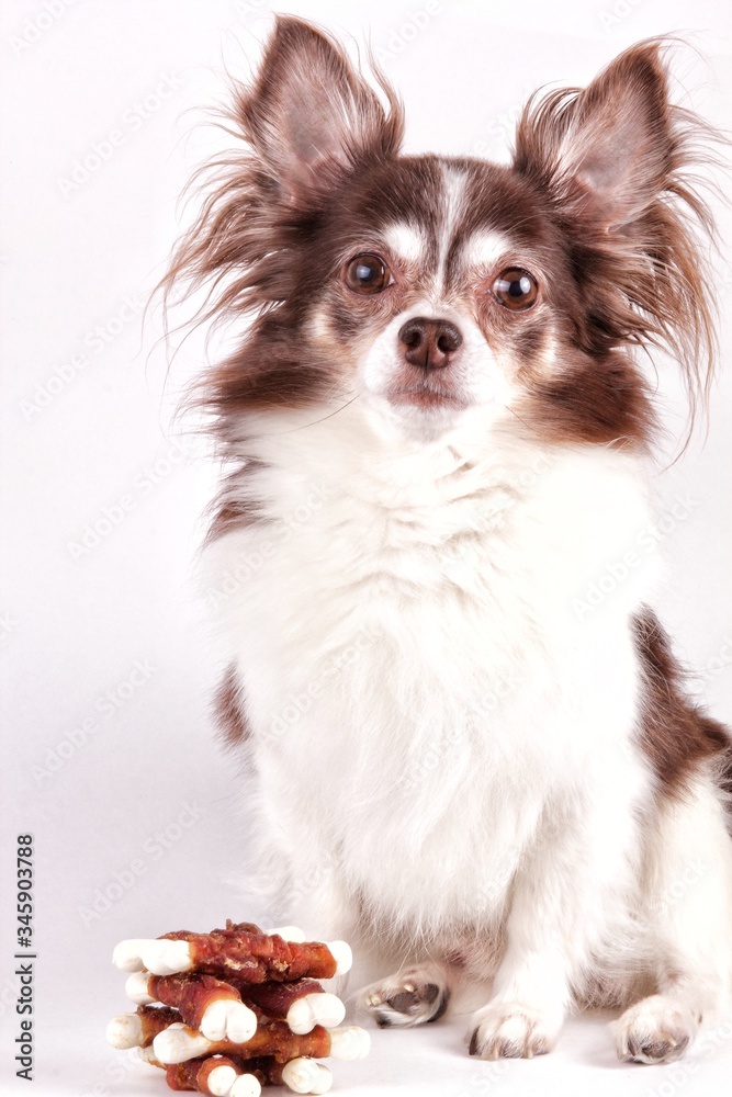 Cute brown mexican chihuahua dog. Dog looking to camera.