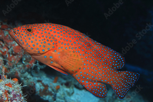 Coral hind grouper fish photo