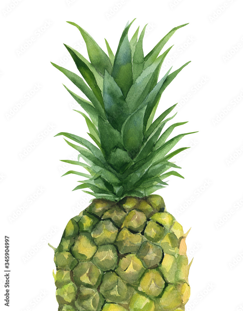 Pineapple. Tropical fruit. Watercolour illustration on white background. Pineapple. Tropical fruit. Watercolour illustration on white background.