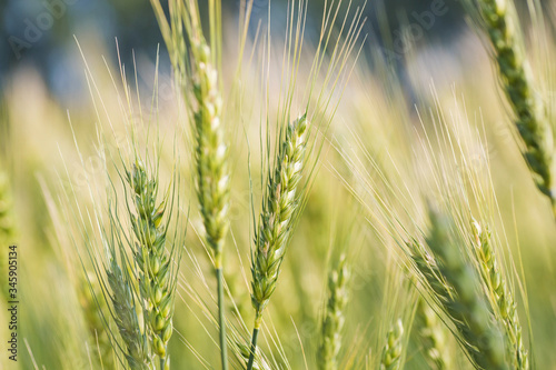 close-up of young wheat on the field background