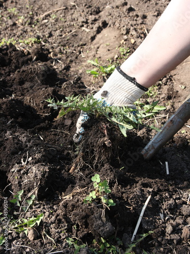 Wallpaper Mural Weeding weeds in the garden. Torontodigital.ca