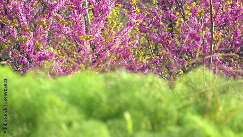 Wild beautiful ring-necked parakeet parrots eating the pink flowers of the Judas tree