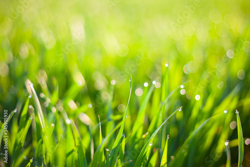 morning green grass in the sun with dew drops and beautiful bokeh background