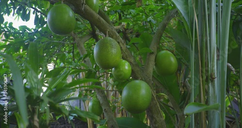 Maja Fruits in a Maja Tree in Bali Indonesia UHD 4k