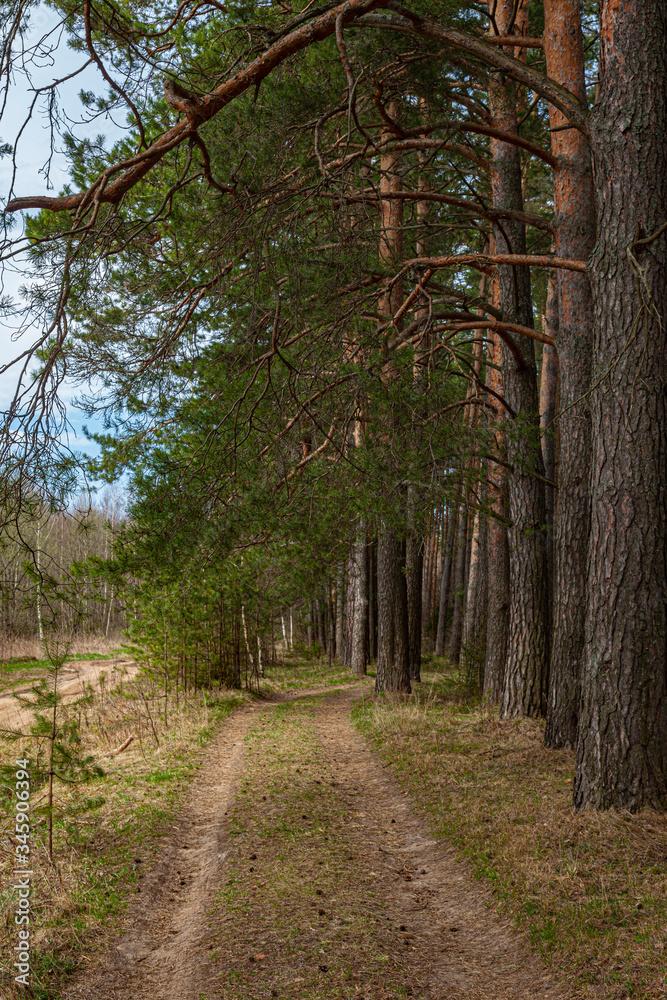 Fototapeta premium The road in the spring forest