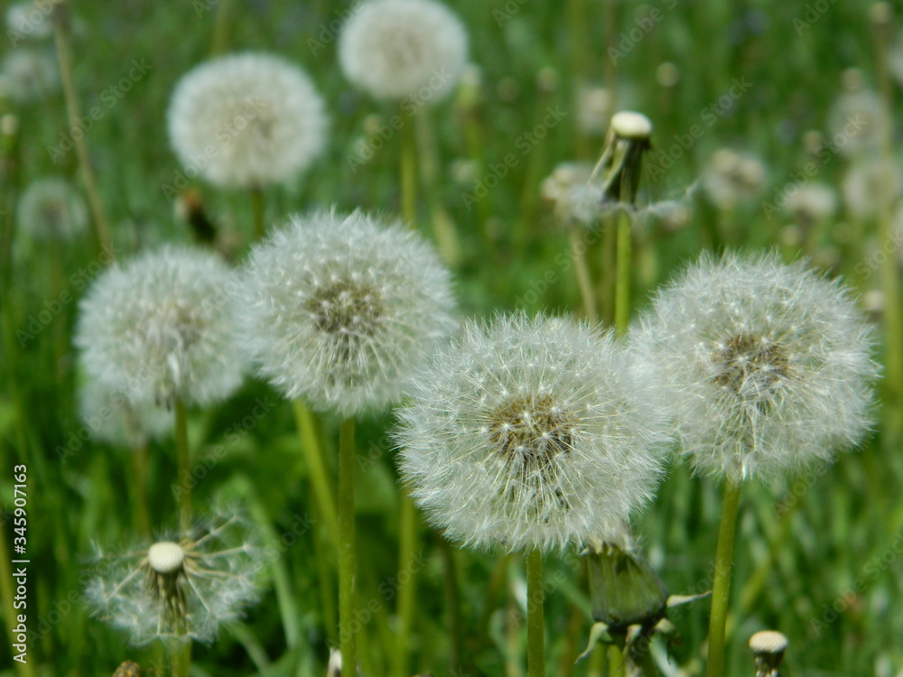 Dandelions on a sunny day in park Dandelions on a sunny day in park