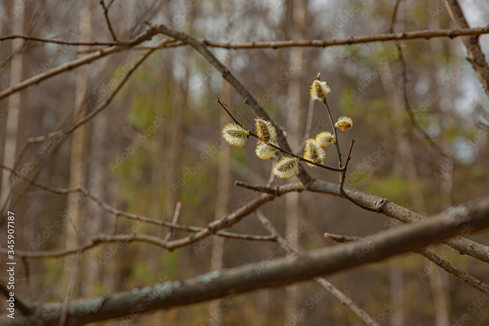 Branches of the verbe against the background of the forest Branches of the verbe against the background of the forest