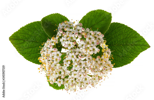 Flowers Wayfaring Tree (Viburnum lantana) isolated on a white background.