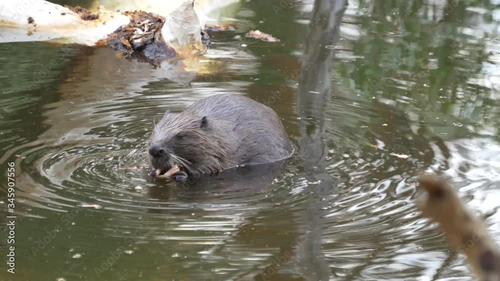 A huge beaver in a pond eats bark from a tree and then swims for new prey. A gnarled tree peeks out from the water. Close- up. A huge beaver in a pond eats bark from a tree and then swims for new prey. A gnarled tree peeks out from the water. Close- up.