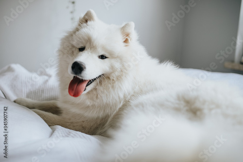 Fototapeta kuchenna Samoyed