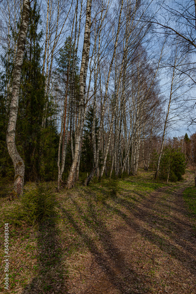 Fototapeta premium The road in the spring forest