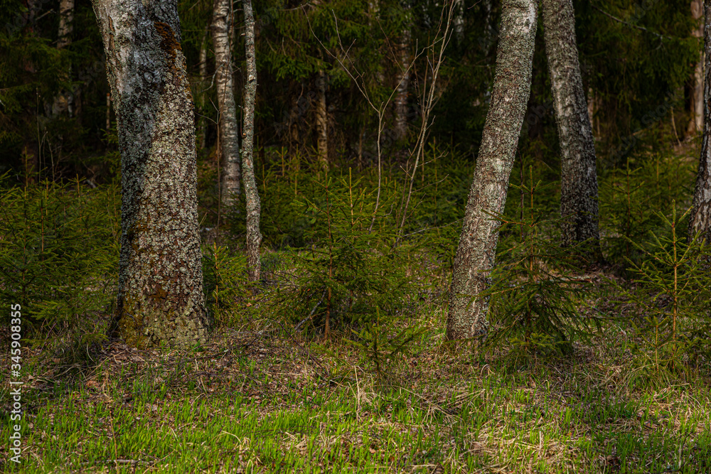 Obraz premium The road in the spring forest