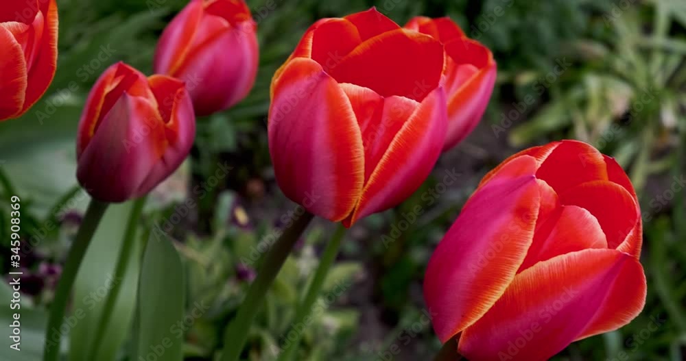 Tulip flowers close up isolated movement beautiful Tulip flowers close up isolated movement beautiful