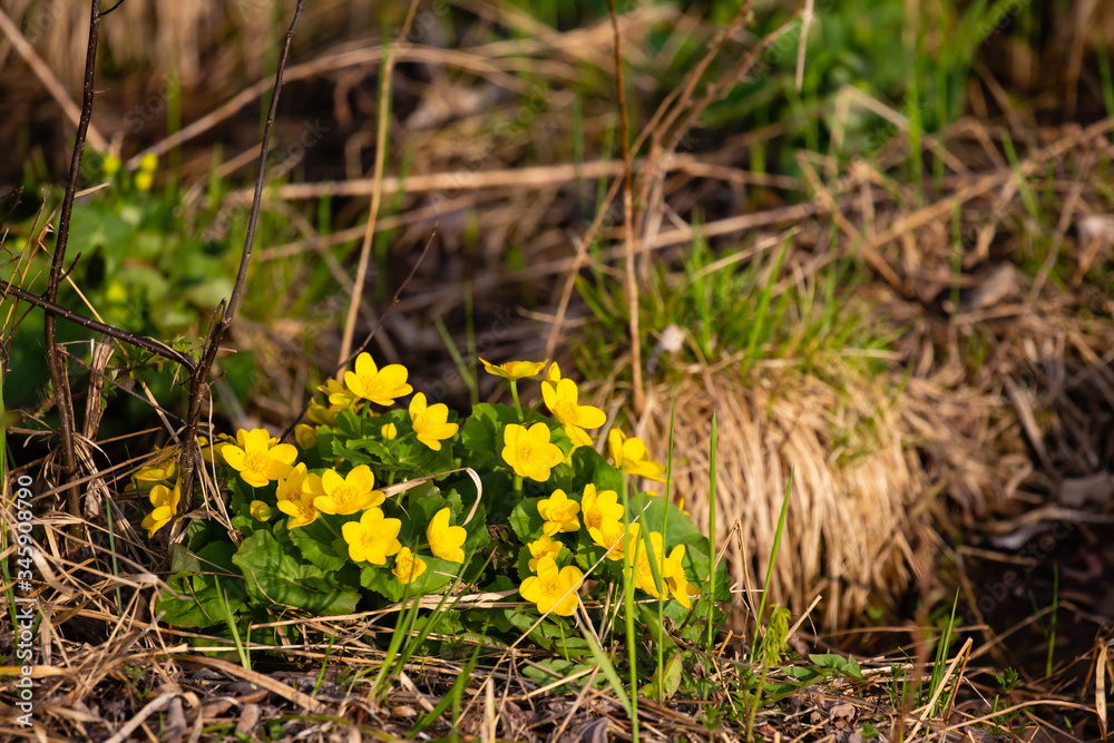 Yellow Marsh Marigold in the wetlands of a Wisconsin forest in springtime Yellow Marsh Marigold in the wetlands of a Wisconsin forest in springtime