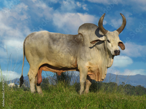 Fototapeta Naklejka Na Ścianę i Meble -  Ox Guzera was the first breed of Zebu cattle to arrive in Brazil.