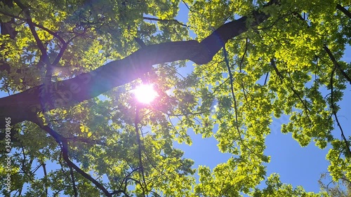 Closeup of branches and rays of sun through green leaves in summer time. Green leaves with blue sky