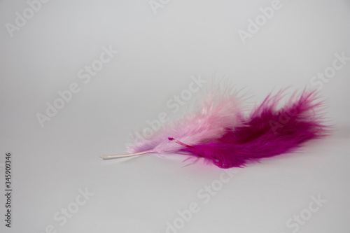 Purple and pink feather on white background