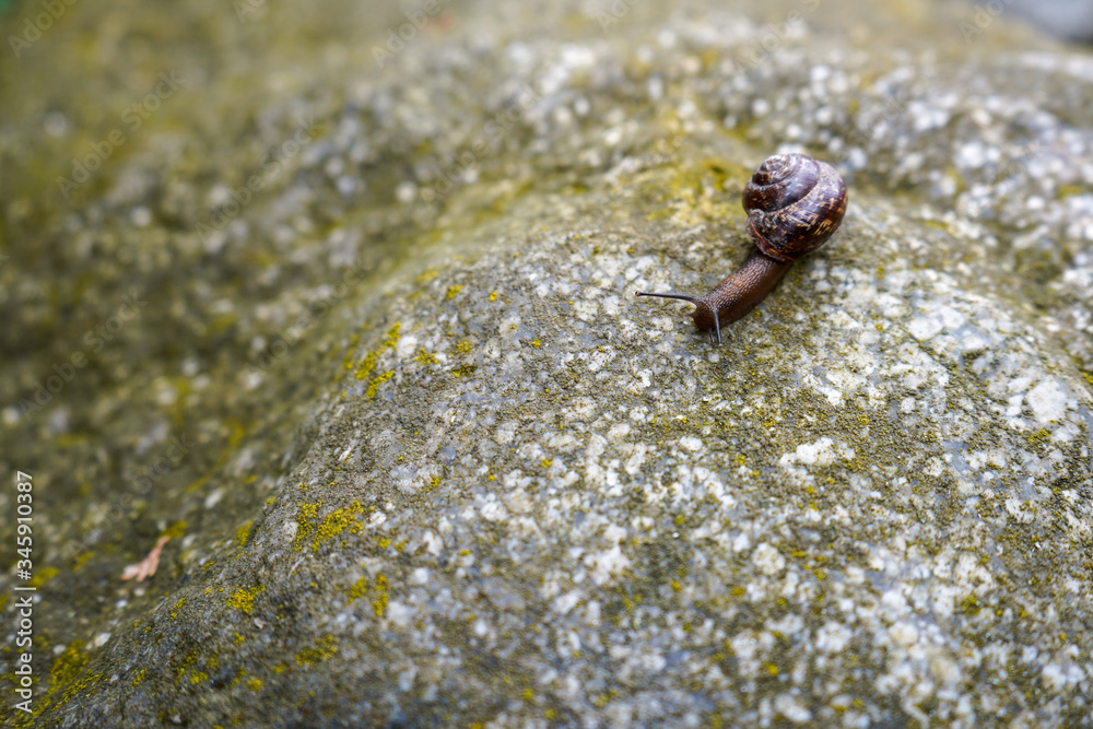 Brown snail creeping on a stone close up