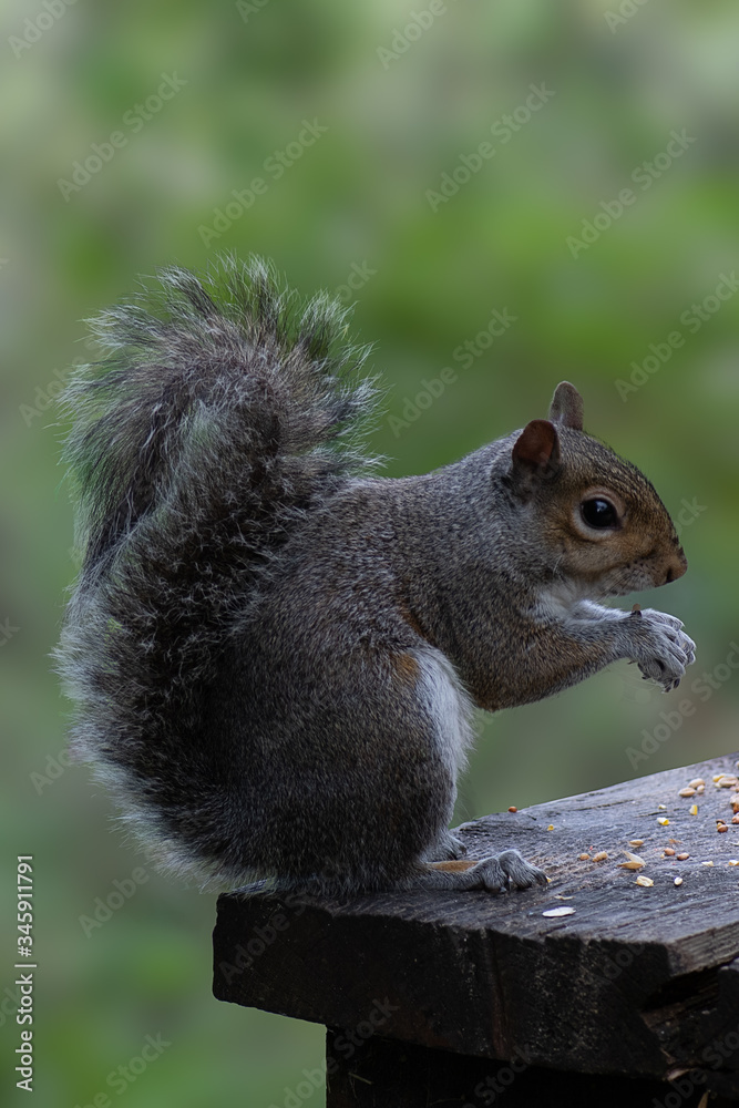 Grey squirrel showing off its beautiful bushy tail