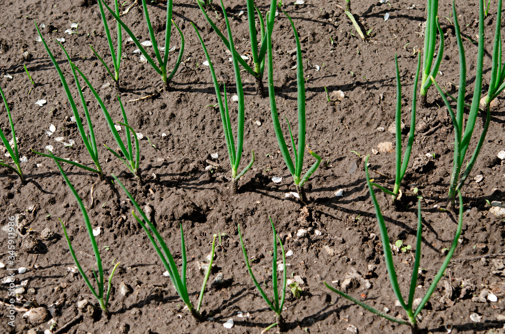 A young green onion grows on a garden in an open-air garden. Garden works A young green onion grows on a garden in an open-air garden. Garden works