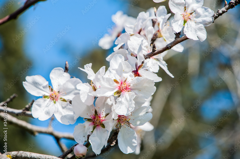 In the spring gardens of Cyprus, flowering trees and ornamental shrubs contrast with lemon, grapefruit and orange trees hung with ripe fruit.       