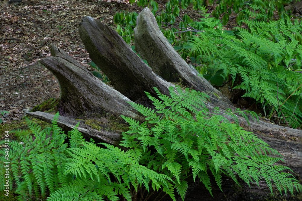 Ferns growing around the roots of a fallen tree