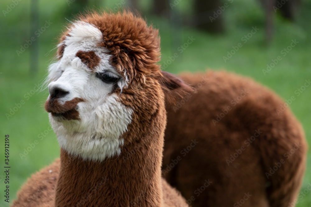 brown white Alpaca, in front of a brown alpaca. Selective focus on the head of the brown white alpaca, photo of head