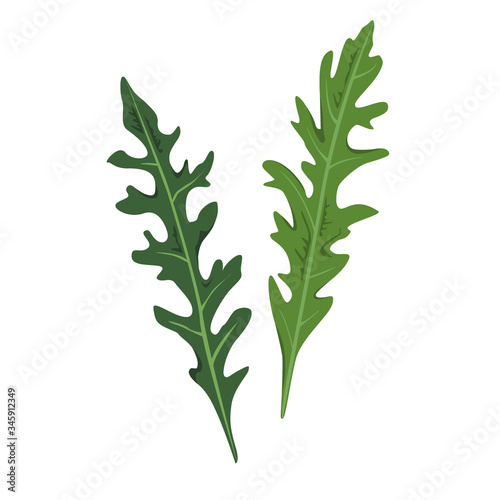 Two fresh arugula or garden rocket leaves. Natural greenery ingredient. Culinary herb. Flat vector design