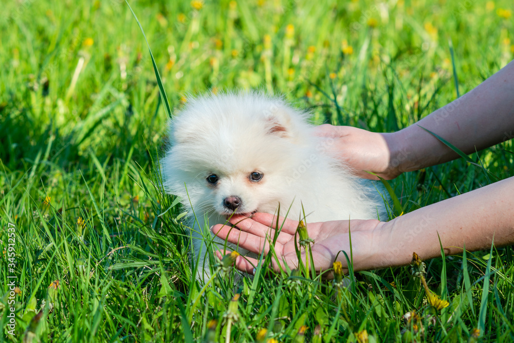Hand of a woman is petting white Spitz Puppy n green grass Hand of a woman is petting white Spitz Puppy n green grass