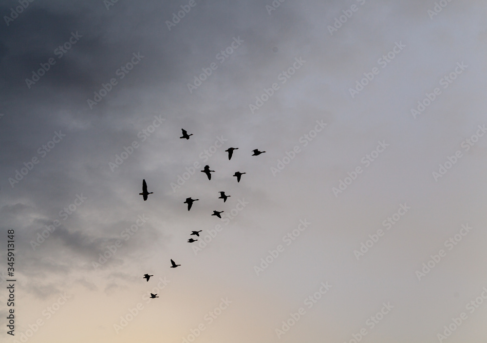 Silhouettes of flying geese against the dark sky