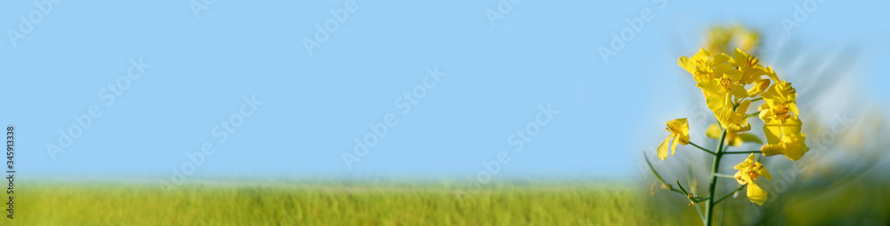 panoramic photo, blurry green fields with bright rapeseed flowers, beautiful blue sky, natural landscape, concept of beauty of nature, ecology, environment, background for the designer panoramic photo, blurry green fields with bright rapeseed flowers, beautiful blue sky, natural landscape, concept of beauty of nature, ecology, environment, background for the designer